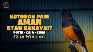 Download lagu Watery and White Morning Droppings from a Magpie Robin: SAFE or DANGEROUS? (There are Signs of Fo... mp3 Download lagu Watery and White Morning Droppings from a Magpie Robin: SAFE or DANGEROUS? (There are Signs of Fo... mp3