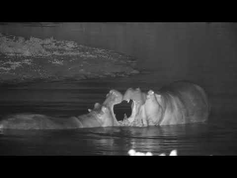 Djuma: Two Hippos continue to enjoy the time in the dam-Pt:1 - 02:02 - 04/04/19