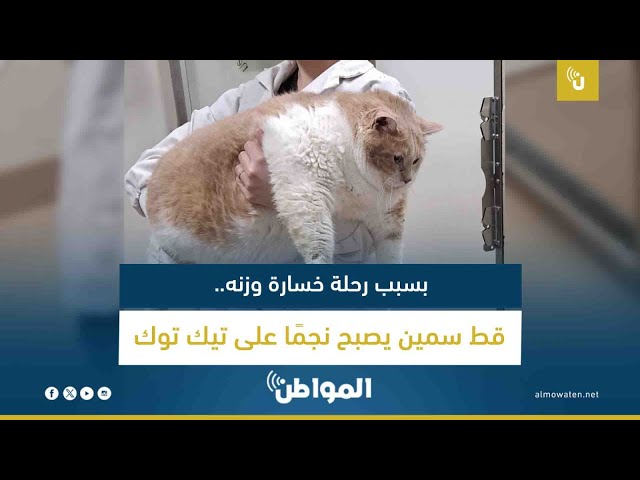 بسبب رحلة خسارة وزنه.. قط سمين يصبح نجمًا على تيك توك