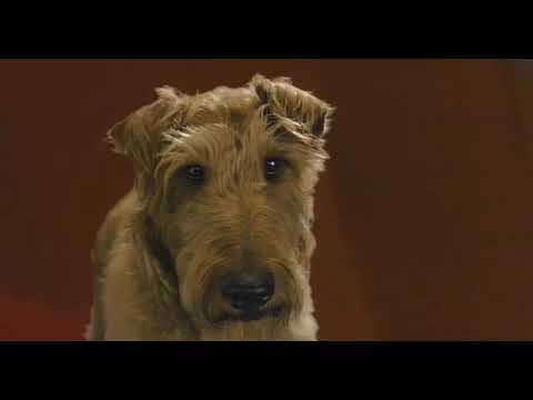 Trailer frame: boy and Irish terrier sprinting beside a fire engine under city streetlights