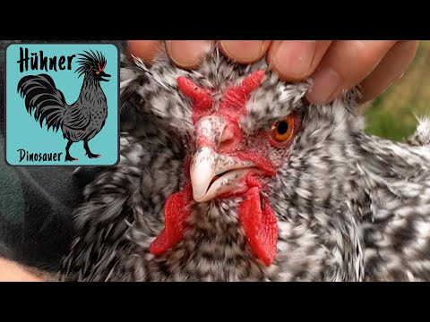 CC Hühnerzucht: Welches Merkmal für 2022 verbessern?