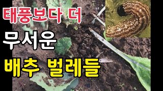 배추를 갉아먹는 해충들 자세히 설명 드립니다