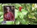 Family Hopes To Save Life S Work Of Tampa Bay Area Master Gardener