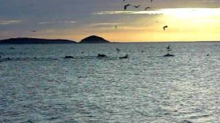 preview picture of video 'Gonzaga Bay Dolphins'