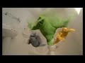 Domestos Extended Germ Kill English Commercial