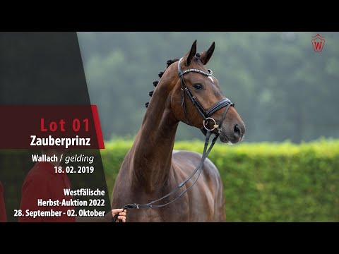 Herbst-Auktion Lot 01 Zauberprinz Wallach v. Zoom - De Niro