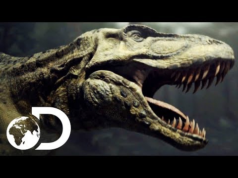 T-Rex Fights For Survival Against Vicious Enemies | Clash Of The Dinosaurs