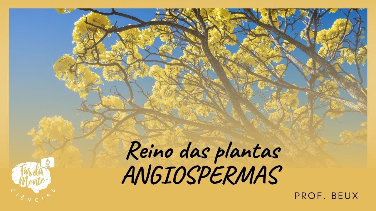 ANGIOSPERMAS - Reino das Plantas - Ensino Fundamental