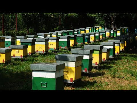 SKROMNA RAČUNICA!? Od STO KOŠNICA Može da se Zaradi i Živi Pristojno