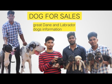 download lagu mp3 mp4 Dog Farm In Chennai, download lagu Dog Farm In Chennai gratis, unduh video klip Dog Farm In Chennai