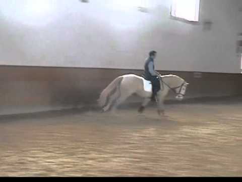 BAGAÇO - Coudelaria Coimbra de Castro Canelas