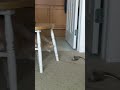Cream Tabby Cat Think She Caught A Real Mouse Catvideos