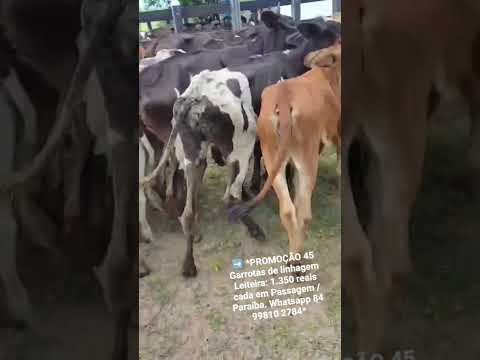 45 Garrotas de linhagem Leiteira: 1.350 reais cada em Passagem / Paraíba.ZAP  84 99810 2784*#gado