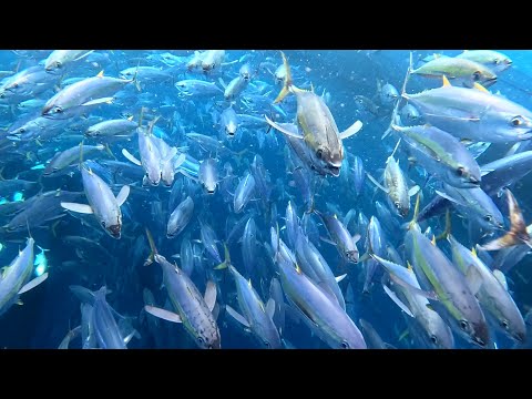 EP16 P3 Unang Arya pa lang 1 tonelada na agad