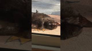 Cedric's Chasing Rabbits #kathleenmadigan #cats #cat #madiganspubcast #standupcomedy