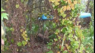 Crime Scene Pictures from the Site Where Remains Were Found - Casey / Caylee Marie Anthony