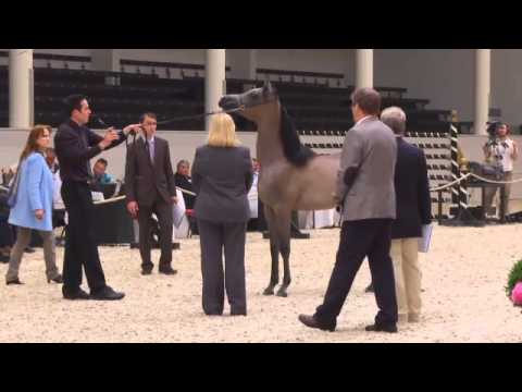 Berlin Cup Werder 2013 - Colts 1 year old (Class 6) - N.9 HAMADI ABADAN AHABB