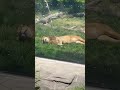 Lion Sleeping At The Detroit Zoo May 2023
