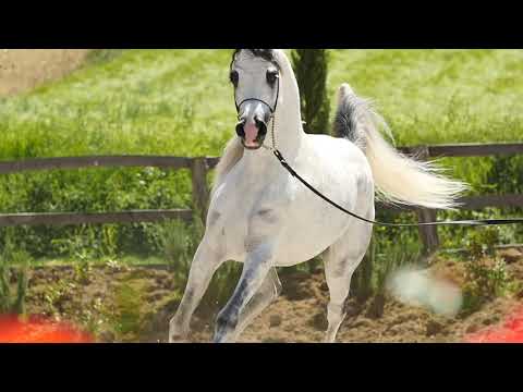 Arabian Horse Magazine - ES HARIR - Al Saqran Stud [AIproduction]