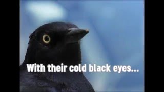 Shearwater &quot;Rooks&quot;