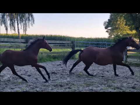 "Feine Eine" Blue Hors Feinstar x Balesteros (Belissimo M)