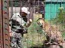 Craig the CatMan w/ Makai, Leopard - Great Cats World Park