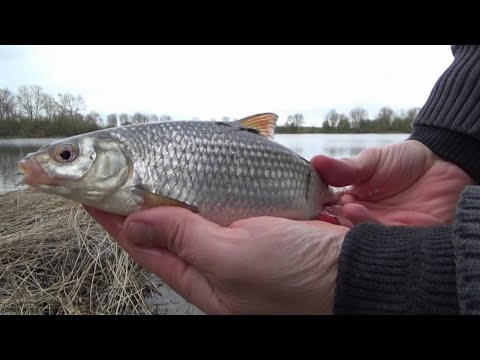 Фото Рыбалка на поплавок и фидер. Ловлю плотву (таранку) !