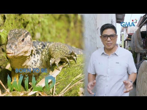 Why are tails important to monitor lizards? Born to be Wild