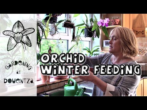 Orchid Winter Feeding & Orchids In Bloom