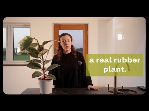 Plant Profile: Ficus Elastica Rubber Plant