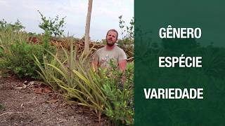 Miniatura do vídeo