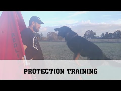 Indy Schutzhund Protection Training.