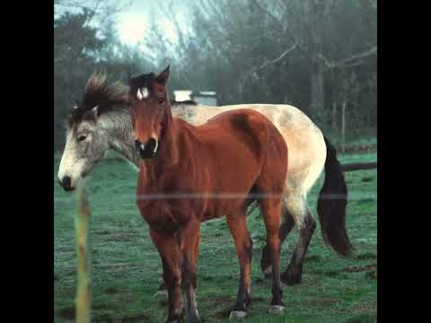 Đừng đùa với NGỰA!