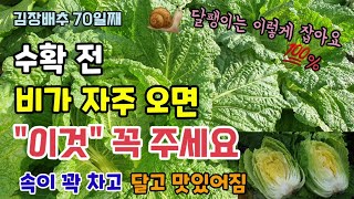 김장배추 수확전 비가 자주오면 "이것" 꼭 주세요 단단하고 속이 꽉찬 배추가됩니다 배추묶는이유 배추달팽이 퇴…