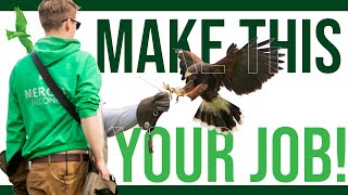 Jobs with Birds of Prey | How to become a Falconer