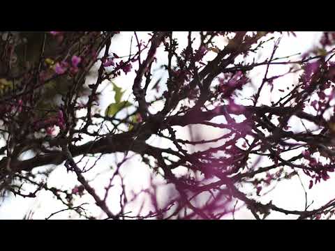 'Send us Your Best Video'