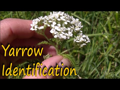 Yarrow Herb Benefits and Identification