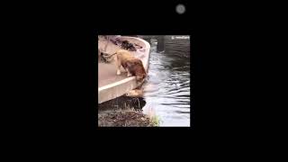 不幸にも水溜りにすべり落ちてしまったライオンさん