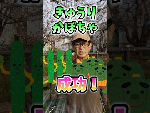 菜園の木灰 庭の野菜に良い 玉ねぎ 