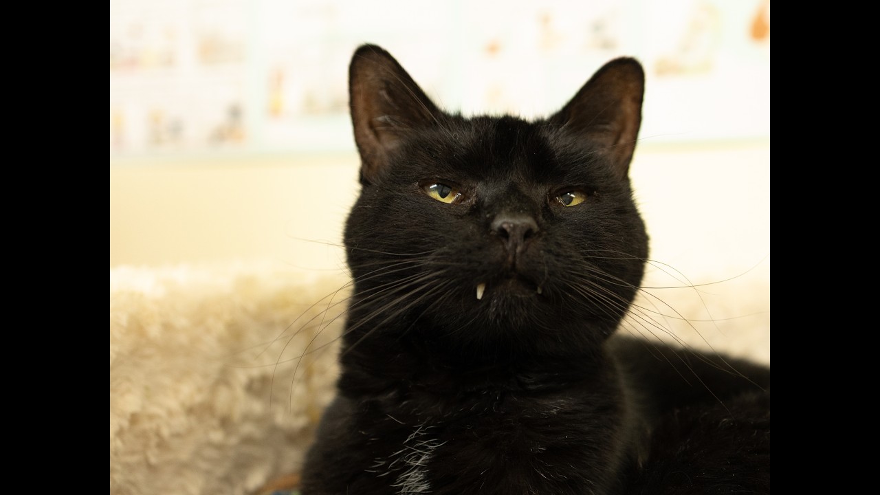 Enlarge Midnight - SENIOR HOSPICE FOSTER, a Adoptable mixed breed in Republic, WA video 6/6