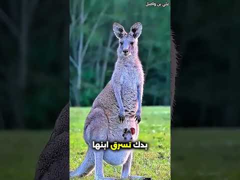 هذا الأب يذهب مع عائلته إلى حديقة الحيوانات بطريقة مميزة 😳 #shorts #shortvideo