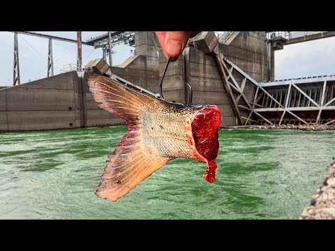 The BIGGEST Fish I've EVER Caught!!! (New PB x2!)