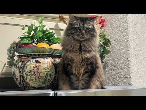 Seraphine is up on top of the refrigerator again!