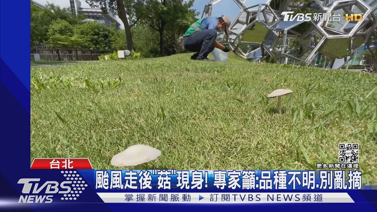 路邊的野菇不要採!軒嵐諾遠揚「世貿公園」現菇菇森林