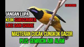 Download lagu CUCAK CUNGKOK FULL NEMBAK DAN MBESET MASTERAN UNTU... mp3