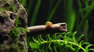 Aquarium Aquascape pt 1 - With Music - Pop 7   Gas - Ambient