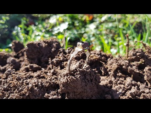 Der Bayern Sondler Teil 142 - Der Ring mit der goldenen Hülle