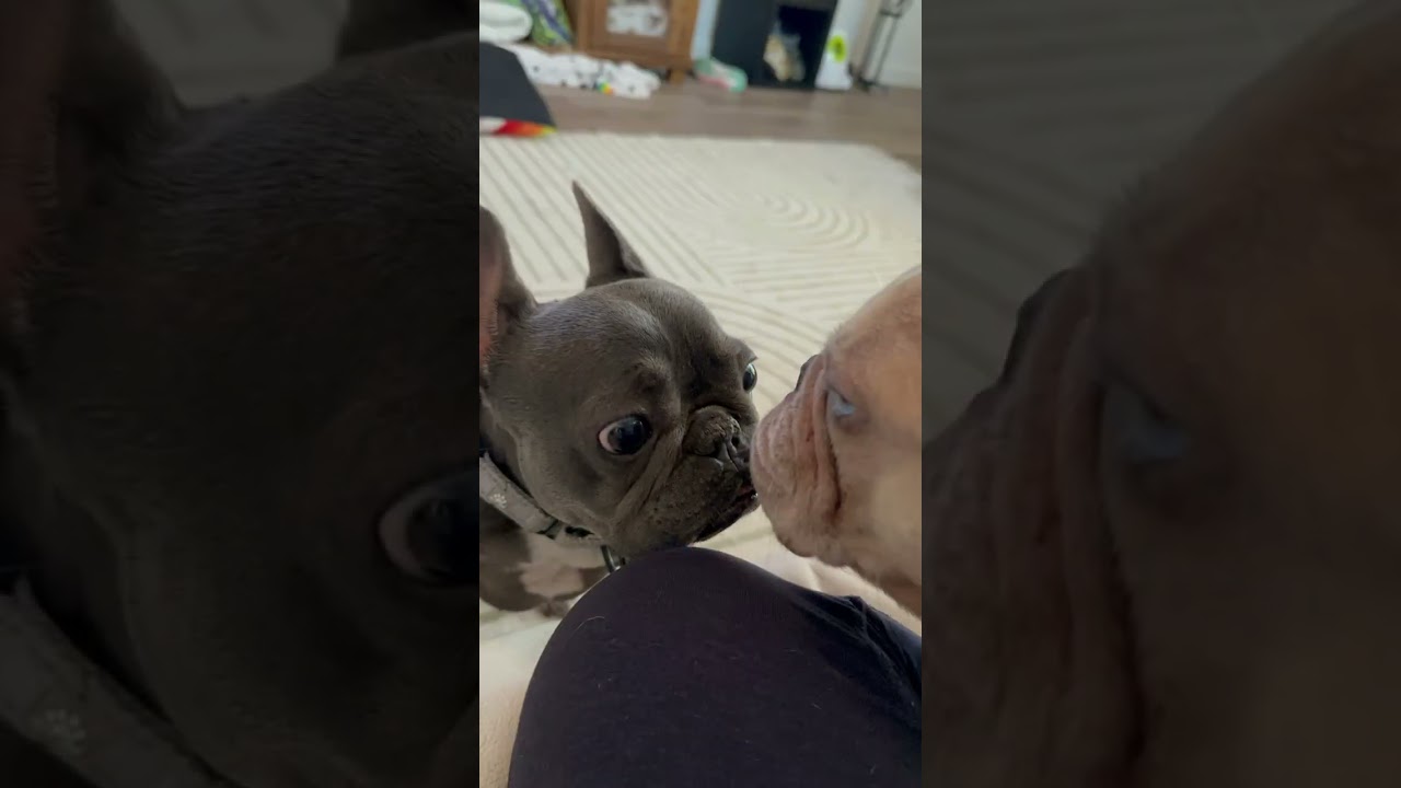 Eleanor, a Adoptable French Bulldog in Citrus Heights, CA video 2/6