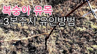 복숭아 유목 3본주지 유인 하는 방법 정지전정 수형잡는 방법