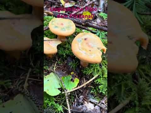 Einfach zu Erkennen - Fichtenreizker - gute  Speisepilze im Wald! Pilze suchen Oktober 2024